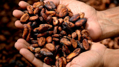 Cocoa price more than doubled over the last 12 months